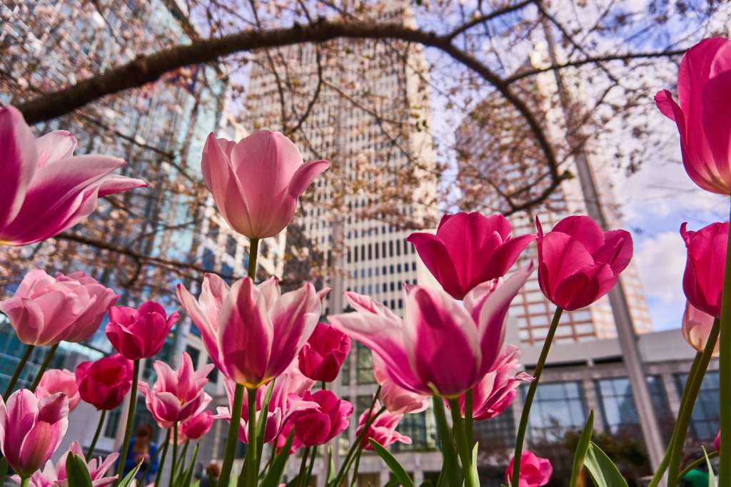 Flowers in the city of Charlotte NC