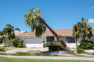 Hurricane damage to palm tree in Florida home backyard