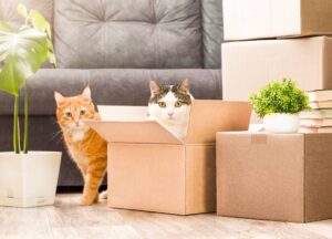 Cats playing in packing boxes